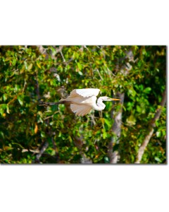 Great Egret in Flight in the Rainforest
