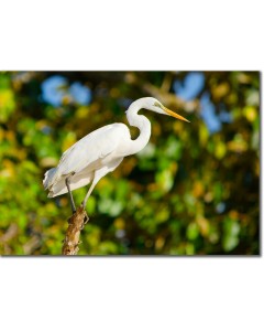 Great Egret on the edge of the Kinabatangan river