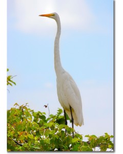 Great egret perched in a tree framed poster