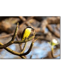 Great Kiskadee perched on a Paos magnolia