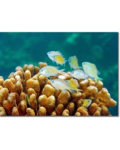 Green Chromis sheltering in a cauliflower coral