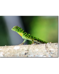 Green Crested Lizard stalking prey in the rainforest