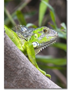 Green Iguana Close-up