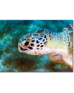 Green Turtle munching seagrass poster