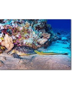 Green Turtle with Remoras napping by a reef poster