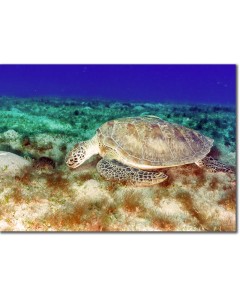 Green Turtle feeding on seagrass poster
