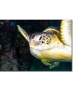 Green Turtle & remora in a captivating photo