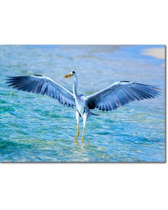 Picture displaying a Heron drying its wings in the sun