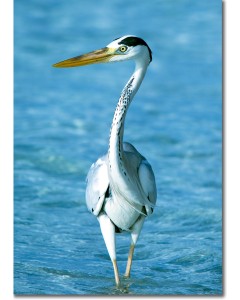 Heron's neck in a graceful curve