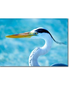 Grey heron close-up poster