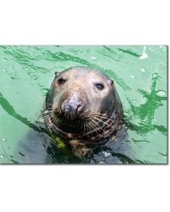 Grey Seal (bull) curiously inspecting the photographer