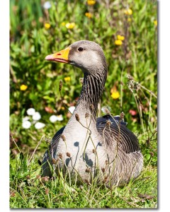 Greylag Goose ensconced in wildflowers