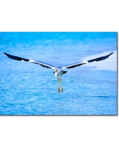 Heron landing from flight poster
