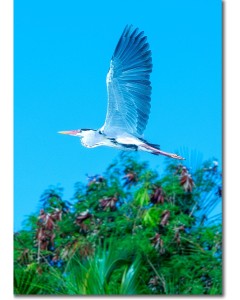 Heron landscape poster