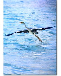 Heron ascending into flight poster