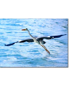 Heron ascending into flight poster
