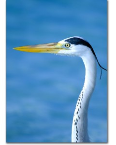 Motionless heron poster