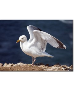 Poster of a herring gull