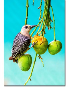 Hoffman's woodpecker munching on a mango