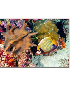 Emperor Angelfish within sea corals