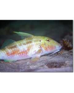 Indian Goatfish having a night-time snooze on the seabed