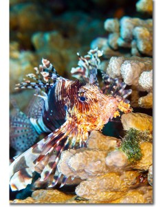 Indian Lionfish nestled among the corals