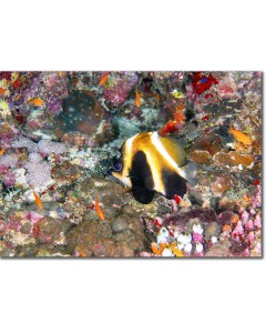 Poster - Indian Ocean Bannerfish by a Myriad of Sea Life