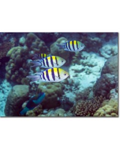 Indo-Pacific Sergeant Fish hovering by a rocky reef