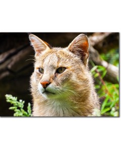 Jungle cat in contemplation