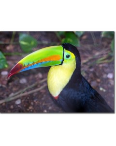 Keel-billed toucan portrait