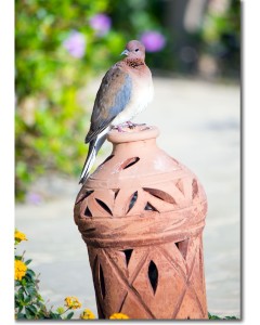 Laughing Dove perched on an egyptian terracotta pot