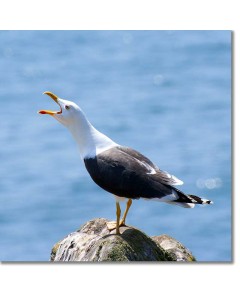 Lesser black-backed gull calling with alacrity by the sea