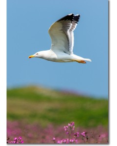 Poster of a gull in flight