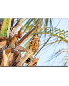 Levant Sparrowhawk sheltering from the desert sun