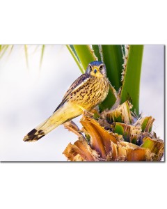 Desert Raptor - Sparrowhawk perched in the shade of a palm