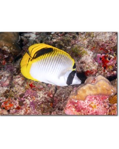 A rare butterflyfish amid the coral reef