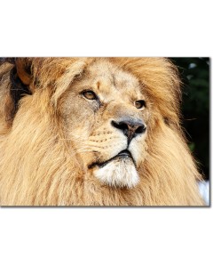 Portrait of an African Lion