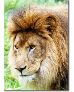 African Lion with a beautifully abundant
