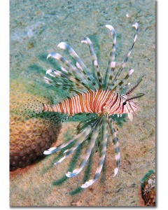 Lionfish amid textured honeycomb coral poster