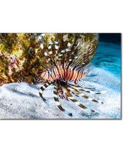 Lionfish swimming over sunlit coral sands