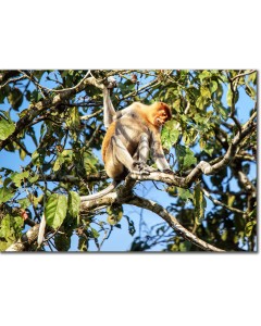 Long-nosed Monkey foraging in the rainforest poster