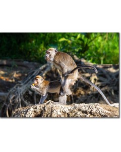 Macaques - recreation in the rainforest