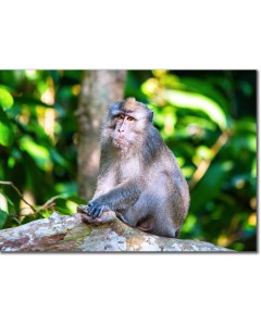 Long-tailed Macaque pondering the meaning of life