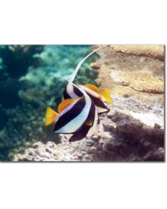 Poster - Longfin Bannerfish by a plateaux of table corals