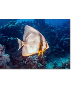 Longfin Spadefish (batfish) in the deep blue