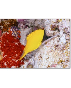 Longnose Butterflyfish foraging for small invertebrates