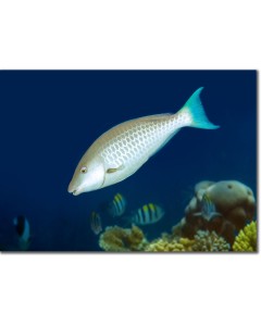Longnose Parrotfish swooping down against a cobalt blue backdrop