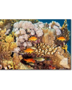 Lyretail Anthias (females) by the coral reef