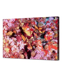Lyretail Anthias picture, framed poster