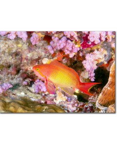 Lyretail anthias canvas